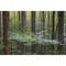 Dogwood Trees In A Forest Little River Tremont Great Smoky Mountains National Park Tennessee Usa Poster Print